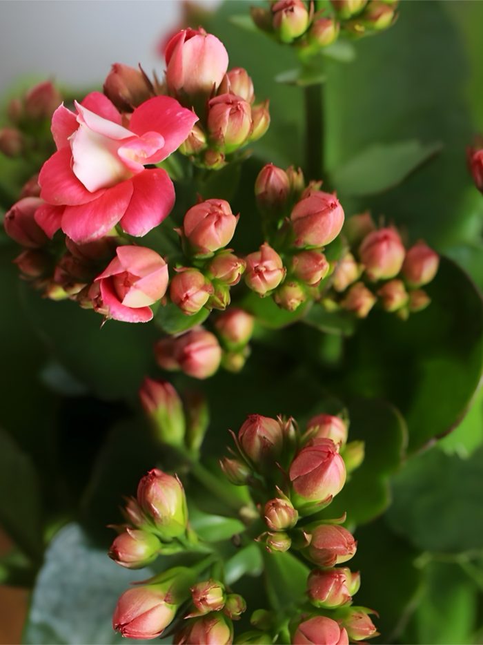 Kalanchoe Doble