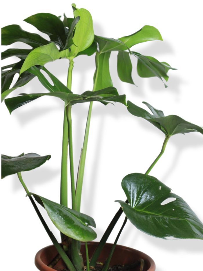 Monstera