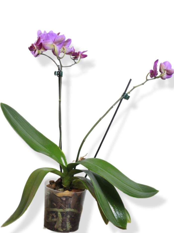 Orquídea - Imagen 2