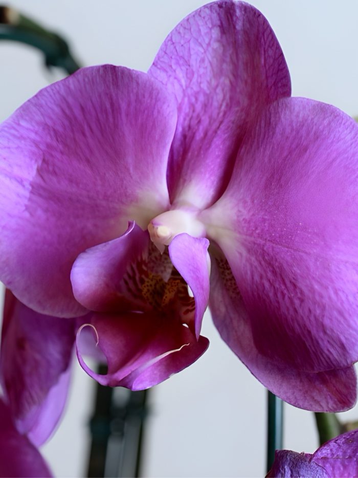 Orquídea