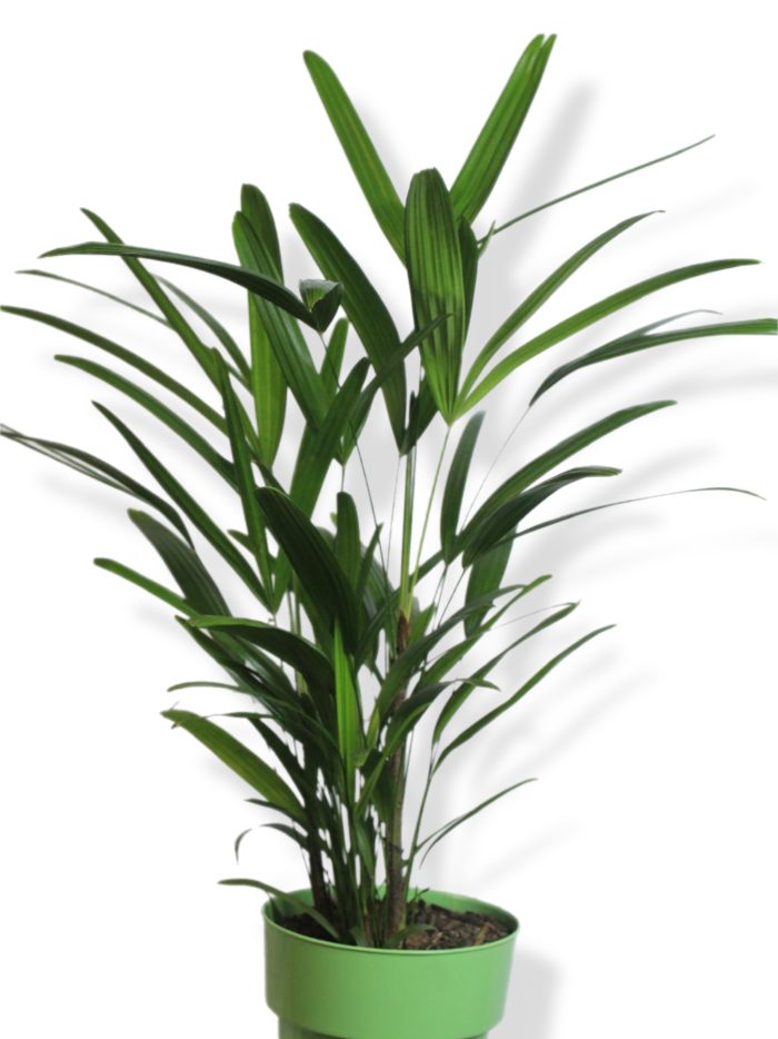 Palmera Raphis