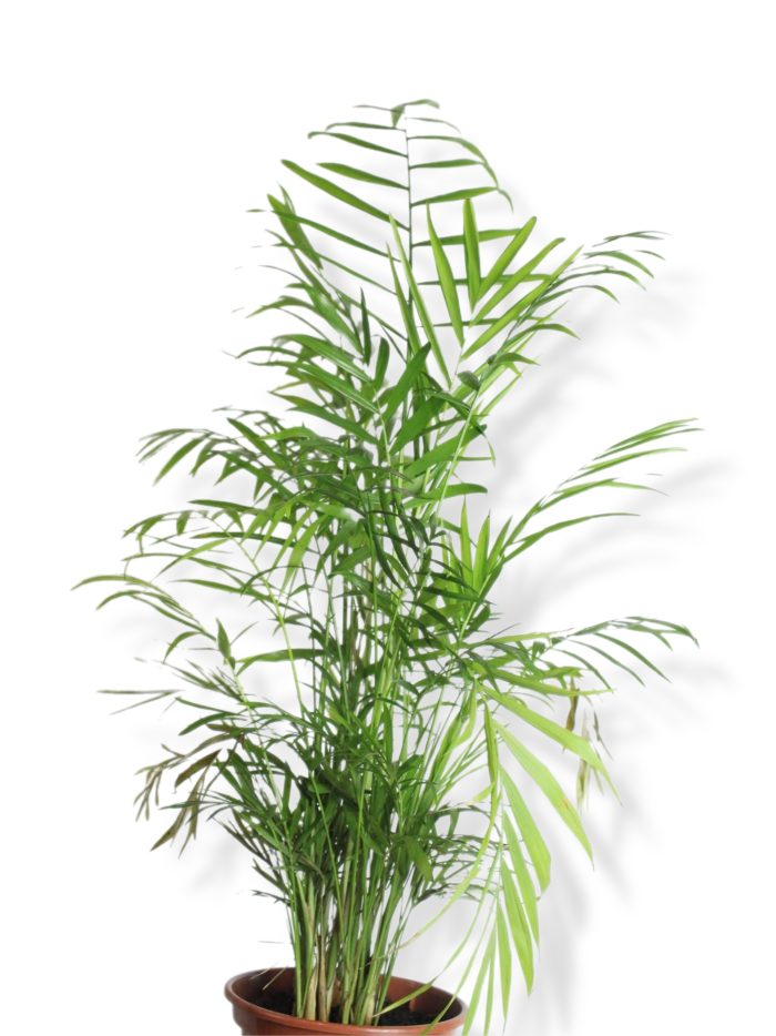 Chamadorrea