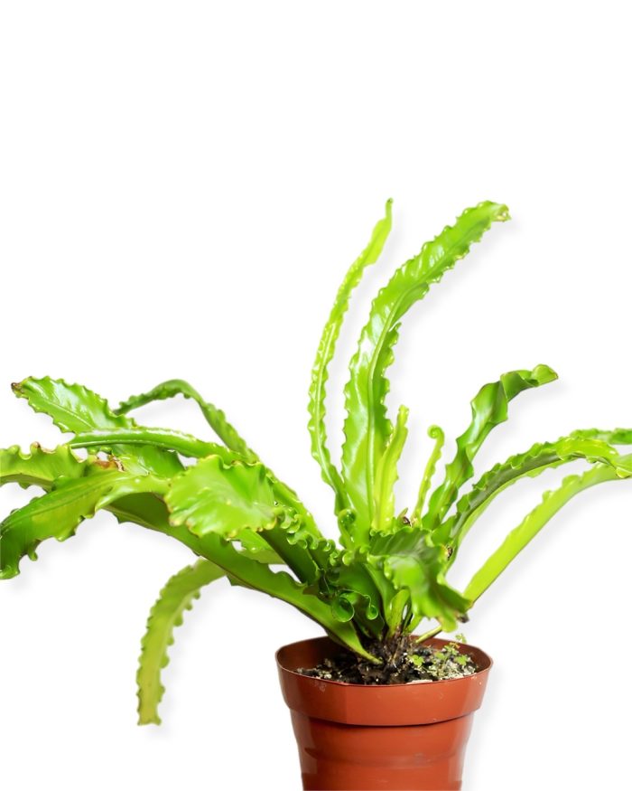 Asplenium rizado