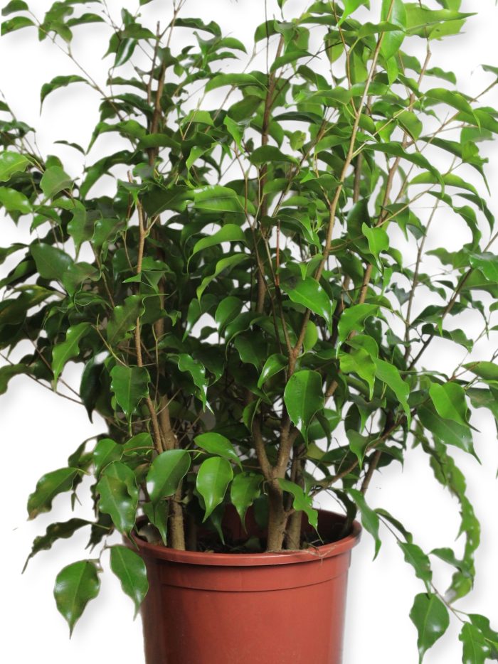 Ficus disciplinado