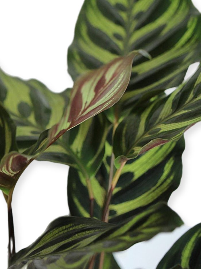 Calathea