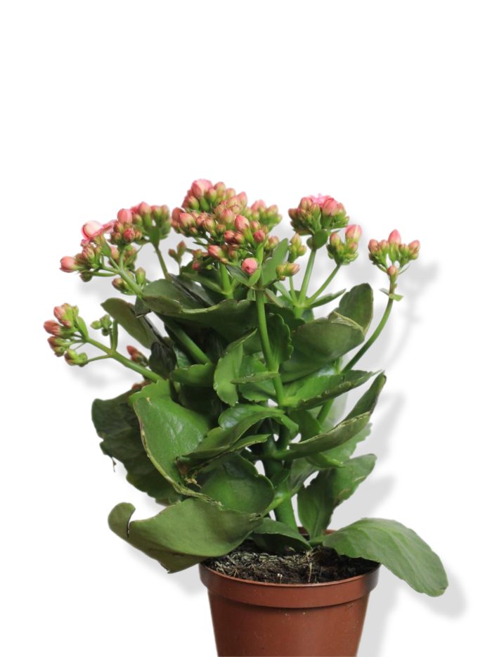 Kalanchoe Doble - Imagen 2