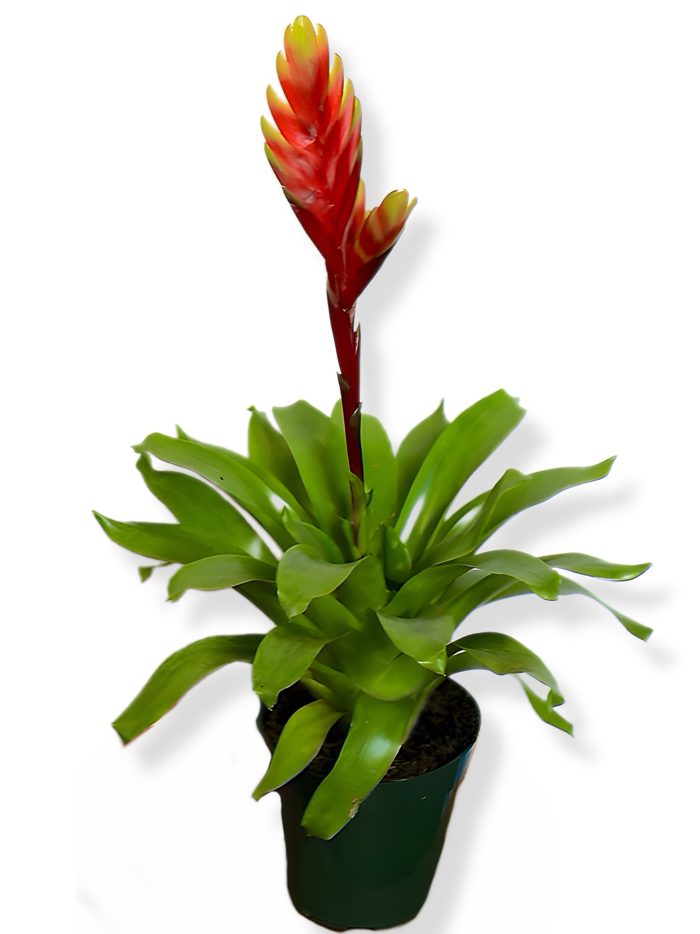 Bromelia - Imagen 2