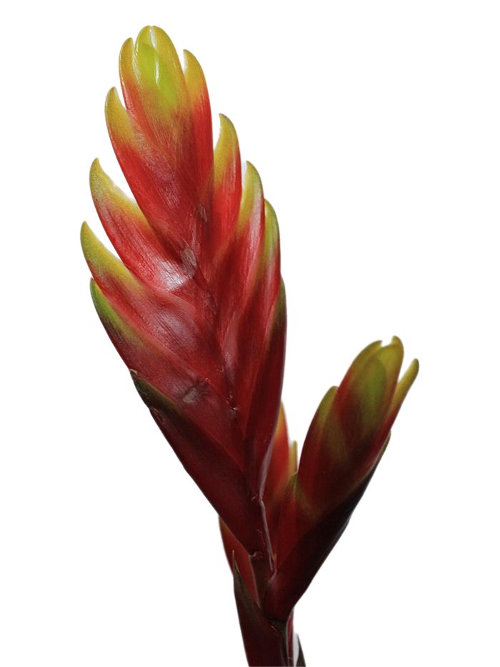 Bromelia