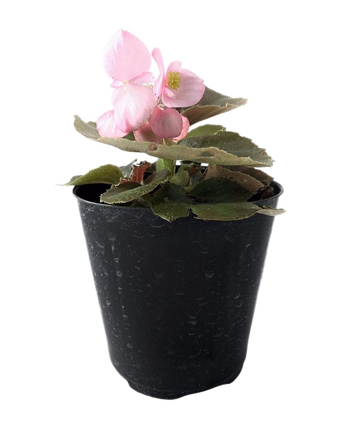 PROMO flor de azúcar 10 unidades