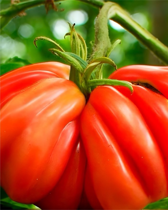 Tomate Voyage