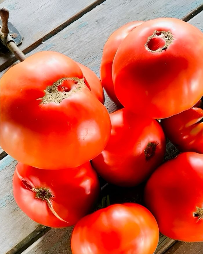 Tomate araña