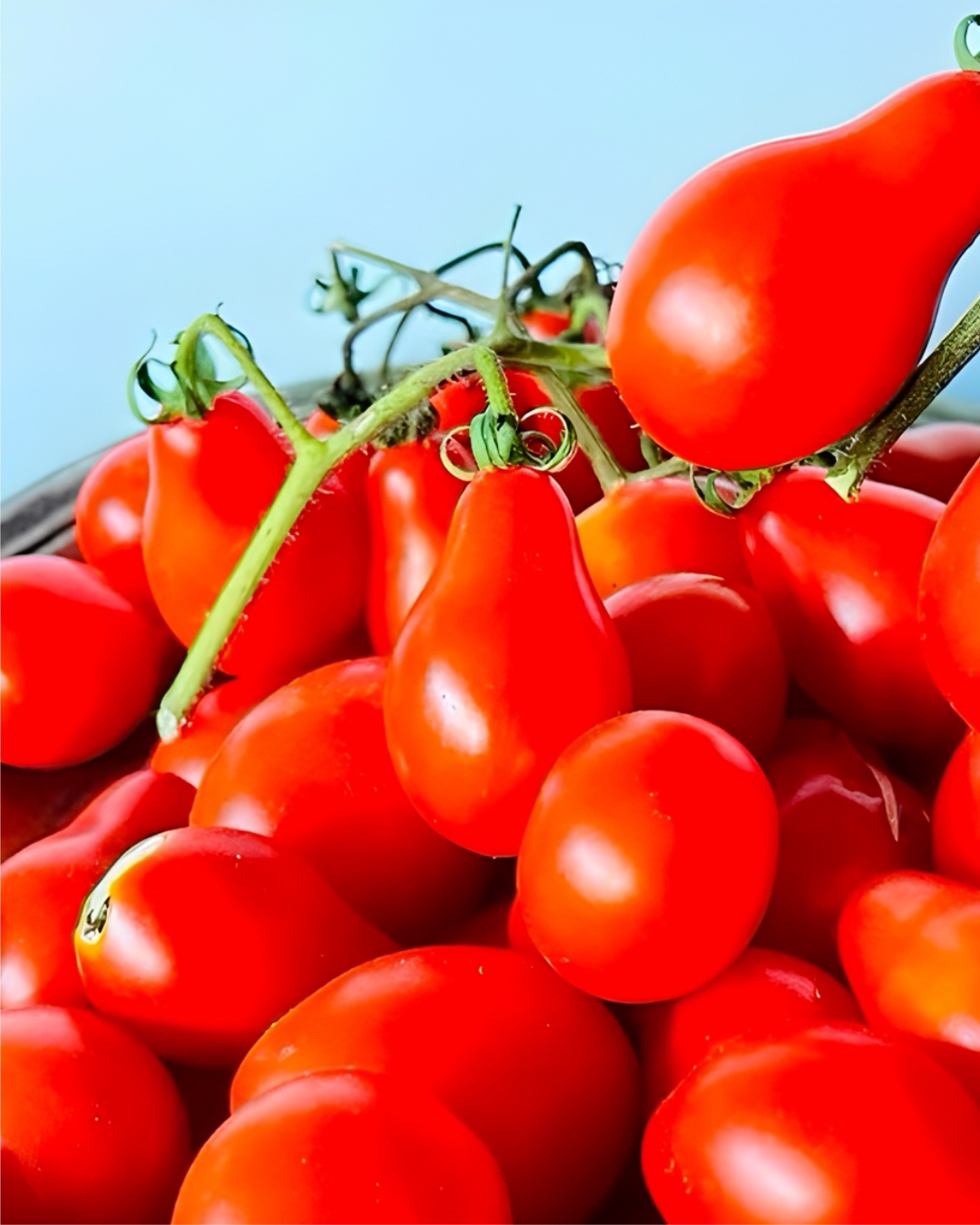 Tomate cherry perita rojo