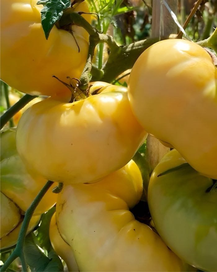 Tomate white tomesol