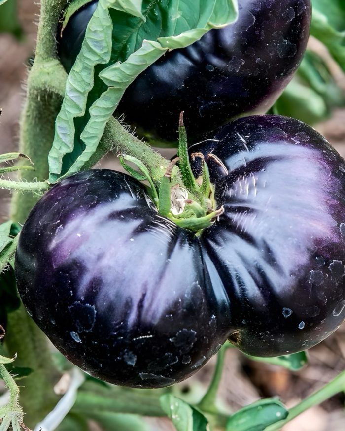 Tomate black beauty