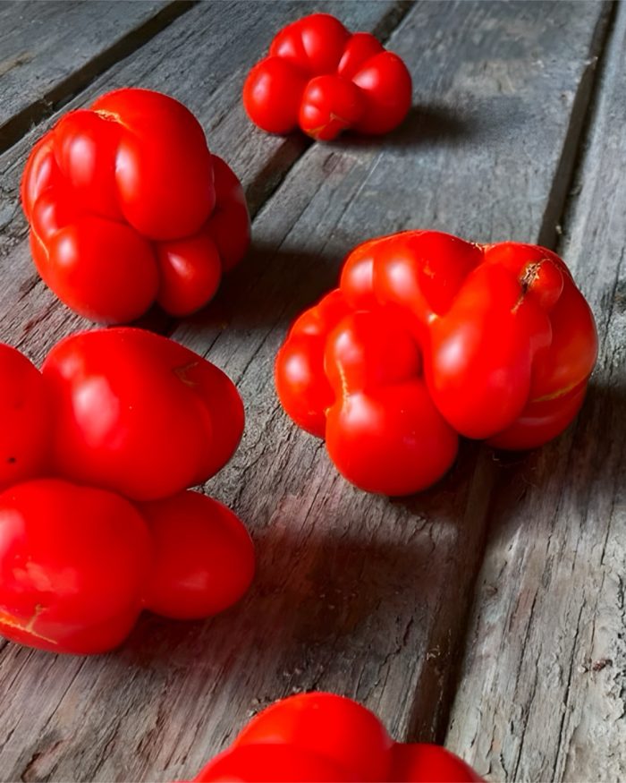 Tomate tlacolula